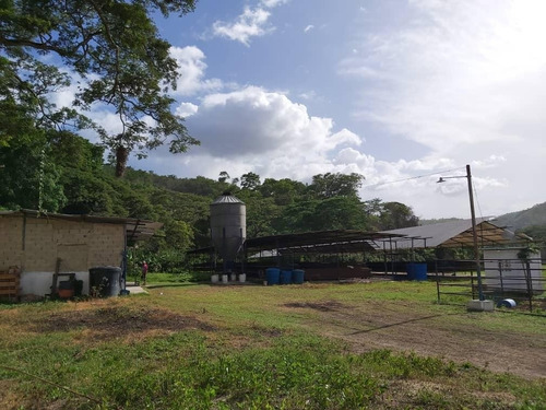 Imagen 7 de 11 de Precio Oportunidad Granja Aves Carlos Arvelo - Anggi Zerpa