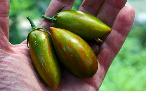 Sementes De Tomate Lucky Tiger. Inacreditável Mas Real!!!!!!