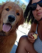 Comprar Excelente Ejemplar Golden Retriever Macho  Para Monta 