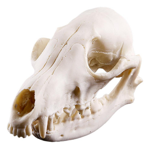 Cráneo Del Modelo De Enseñanza De Resina 1 .