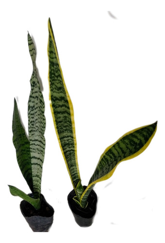 Sansevieria Verde Y De Borde Amarillo-lengua De Suegra