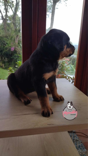 Espectaculares Cachorros Rotweilwer Mascotas Rionegro