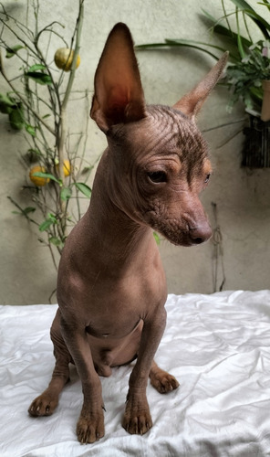 Xoloitzcuintle Miniatura Cachorro 