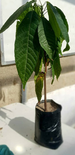 Plantas De Cacao Criollo