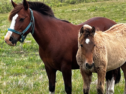 Venta Campo Empalme Olmos