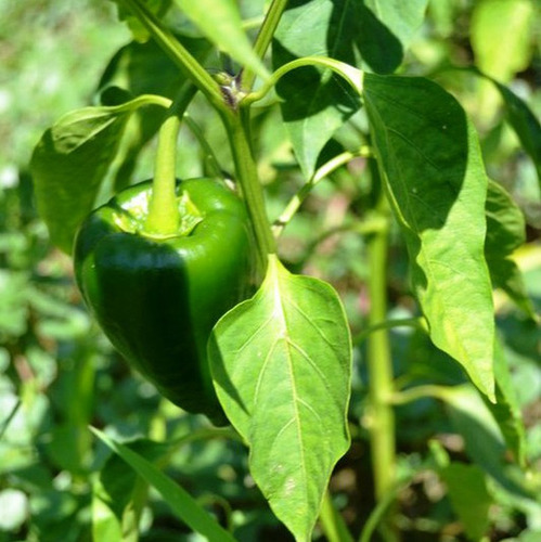 Semillas De Chile Poblano O Ancho (capsicum Annuum) 10 Gr
