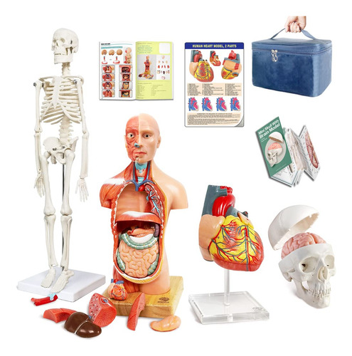 Modelos Del Cuerpo Humano, Esqueleto, Corazón, Cráneo...