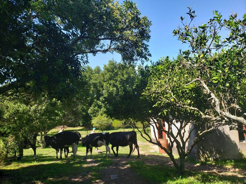 Imagen 7 de 14 de Chacra En Venta En Conchillas. 3 Has De Campo Y Arroyo.