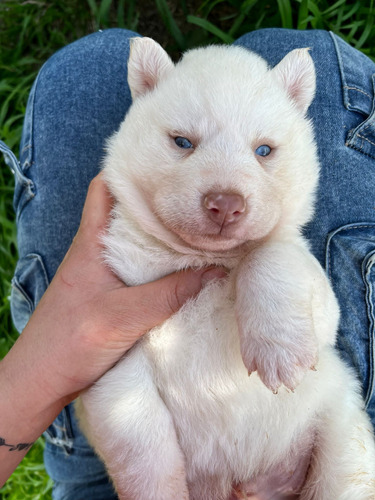 Siberianos Blancos Ojos Claros Disponibles