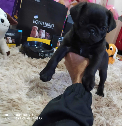Imagen 3 de 7 de Hembritas Pug Carlino