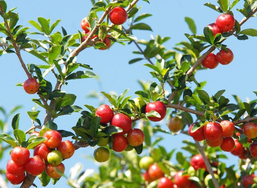 Muda De Acerola - Malpighia Emarginata Para Vasos E Bonsai !