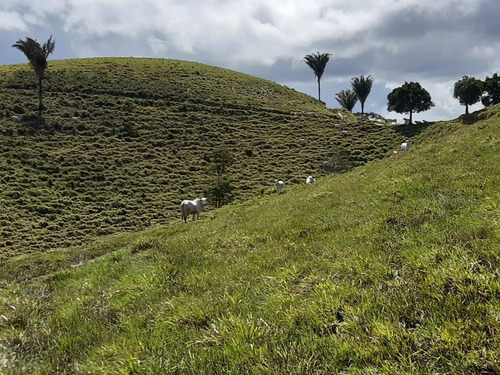 Imagem 12 de 15 de Fazenda Para Venda Em União Dos Palmares, Zona Rural - In - 0010_1-2015625