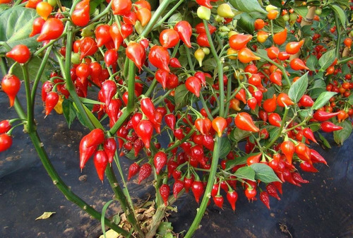 Sementes De Pimenta Iracema Biquinho Vermelha 340 Sementes