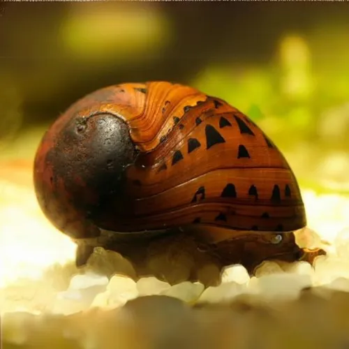 Caracol Neritina (3 Unidades)
