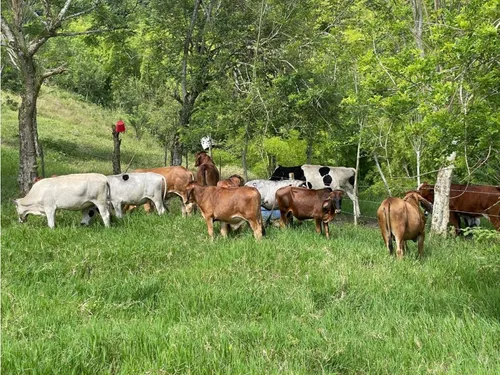 Venta Finca La Tebaida Cultivada En Pasto - 40 Cuadras