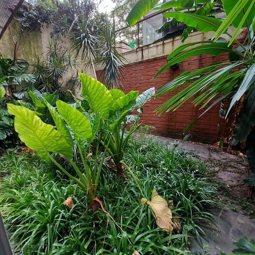 Imagen 13 de 18 de Larrea Al 1400 190 M2 Pb Con Jardin Apto Profesional 4 Ambientes