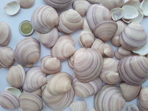 Caracol, Concha De Mar Mediana, Artesanía, Por 500 Grs