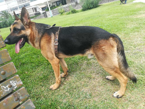 Cachorros Pastor Alemán