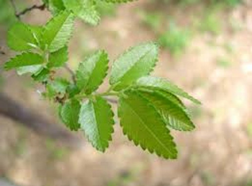 Imagem 2 de 5 de 20 Sementes Frescas Ulmus Parvifolia, Colhidas Em Sp 03/2022