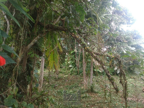 Imagem 15 de 15 de Terreno Próximo A Rodovia - 4375ip-1