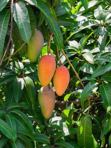 Mango Raibok