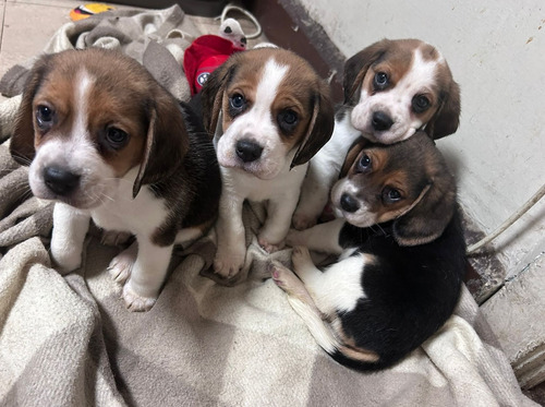 Hermosos Beagle Machos Y Hembra