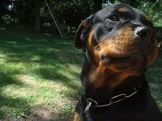 Imagen 7 de 9 de Cachorros Rottweiler Pedigree Kcu