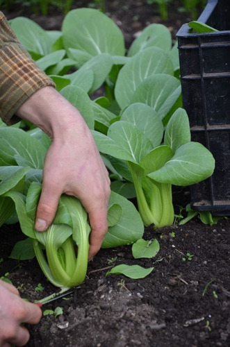 Imagen 4 de 5 de Semillas De Pak Choi O Col Asiática X Sobre Huerta En Casa
