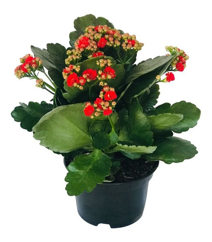 Flor Kalanchoe Blossfeldiana Dobrado Flor-da-fortuna Pote 15 | MercadoLivre