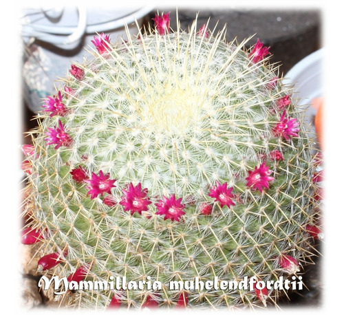 Semillas De Cactus Suculentas Mammillaria Muehlenpfordtii