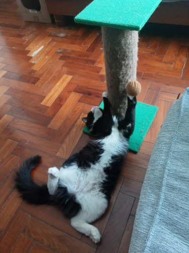 Imagen 5 de 5 de Nilñera De Mascotas/ Cuidadora A Domicilio/ Pet Sitting