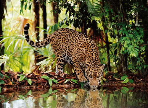 Leopardo Felino Selva Rompecabezas 2000 Pz Clementoni