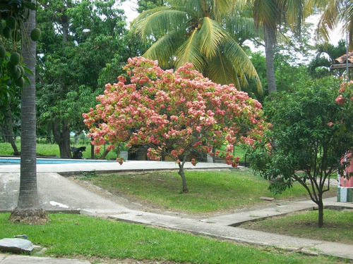 Imagen 2 de 22 de Documento Legal, Comprada Al Banco Agrícola Y Pecuario. Estudio De Origen Legal De La Propiedad