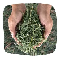 Comprar Heno De Alfalfa Conejo,cobayos X 2 Kg Caba Mercadoenvios