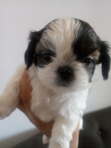 Imagem 5 de 5 de Filhotes De Shih-tzu