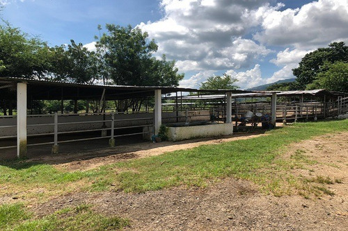Imagen 10 de 25 de Asein882 Vende Excelente Finca En Tinaquillo Sector Caño De Agua