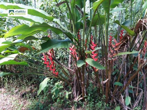 Imagem 7 de 24 de Chácara À Venda No Bairro América De Cima - Morretes/pr - 269