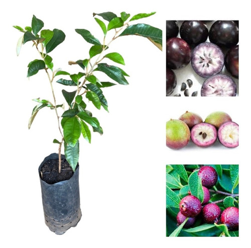 Muda De Caimito, Abiu-roxo Fruta Exótica