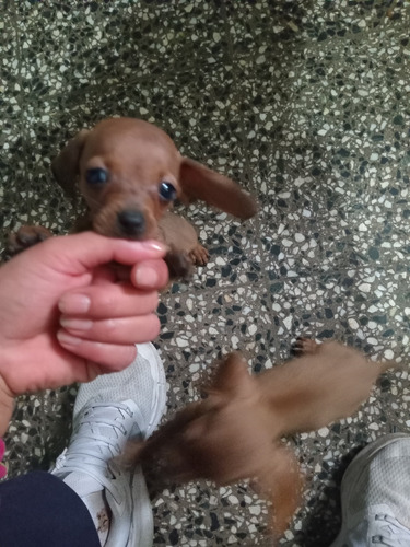 Cachorros Salchichas Listo Para Entregar .