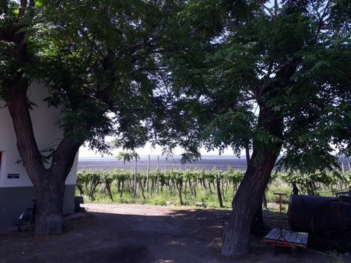 Vendo Bodega Con Viñedos Y Elaboración Propia