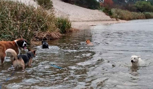 Guardería Canina, Socialización, Paseos, Obediencia.  