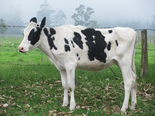 Ternera Novilla Holstein 17 Meses