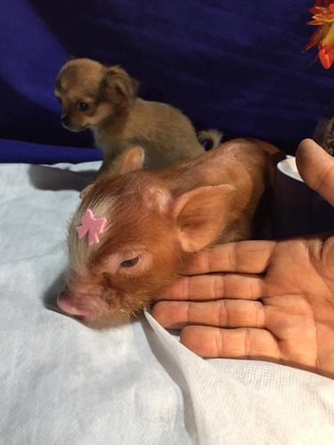 Racão De Mini Pig
