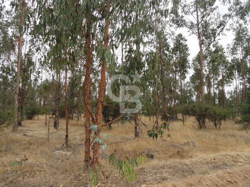 Parcela En Refugio Natural Foresta Zapallar, Oportunidad