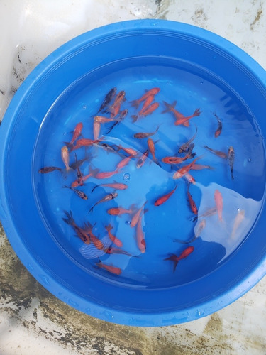 Goldfish Doble Cola X10