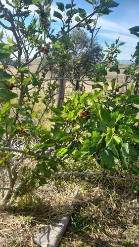 Imagem 8 de 22 de Chácara Repleta De Árvores Frutíferas - Ch0032