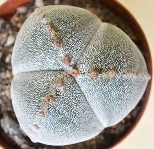 Astrophytum Myriostigma Tricostatum, 3 Costillas, Nv