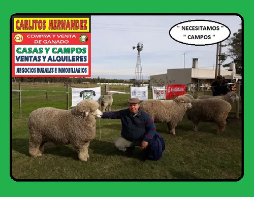 Campos Chacra Estancia Necesitamos Ya!! Para Arrendar Alquilar Venta Ganadero Agricola Tambo Forestal Pedidos Concretos Todo El Pais Se Ofrece Garantía Renta Pagada Adelantada Rápida Revisión Reserva