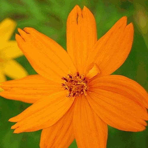 30 Semillas De Cosmos Naranja Sulphureus Altos