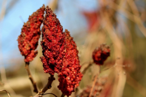 Sumac Zumaque Libanes 100% 4 Kilos Kosher, Vegan Raw Keto
